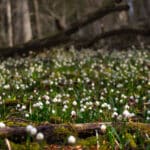 Weißes Blütenmeer & grünes Gold: Der Frühling ist da!